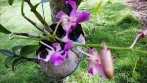 kegunaan sabut kelapa untuk tanaman